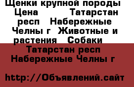 Щенки крупной породы › Цена ­ 100 - Татарстан респ., Набережные Челны г. Животные и растения » Собаки   . Татарстан респ.,Набережные Челны г.